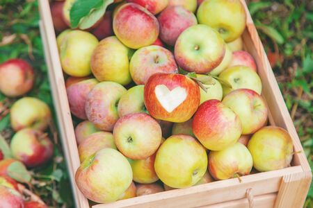 Harvest apples in a box on a tree in the garden. Selective focus. nature.