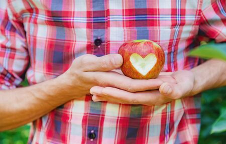 Man gardener picks apples in the garden in the garden. Selective focus. nature.の写真素材