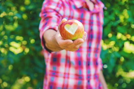 Man gardener picks apples in the garden in the garden. Selective focus. nature.の写真素材