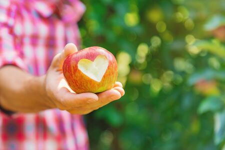 Man gardener picks apples in the garden in the garden. Selective focus. nature.の写真素材