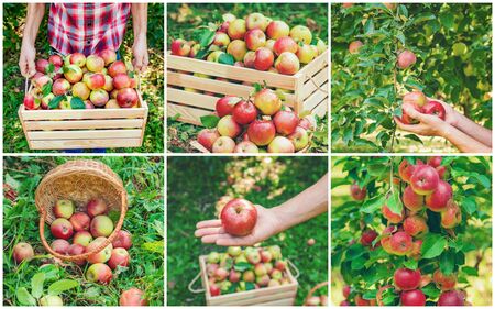 Collage of photos apple garden. Selective focus. nature.の写真素材