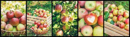 Collage of photos apple garden. Selective focus. nature.の写真素材