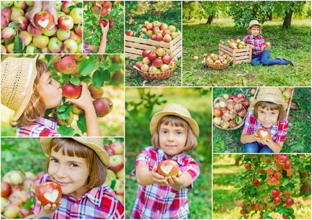 Collage of photos kids apple garden. Selective focus.の写真素材