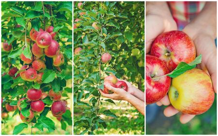 Collage of photos apple garden. Selective focus. nature.の写真素材