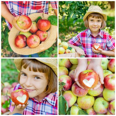 Collage of photos kids apple garden. Selective focus.の写真素材