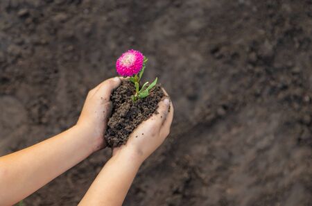 A child in the garden plants a flower. Selective focus. nature.の写真素材
