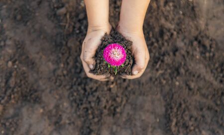 A child in the garden plants a flower. Selective focus. nature.の写真素材