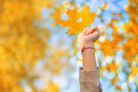 Children in the park with autumn leaves. Selective focus. nature.の写真素材
