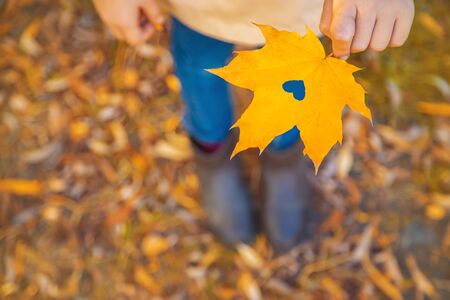 Children in the park with autumn leaves. Selective focus. nature.の写真素材