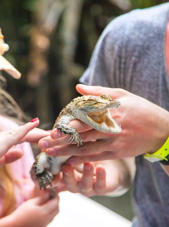The child holds a small crocodile in his hands. Selective focus. nature.の写真素材