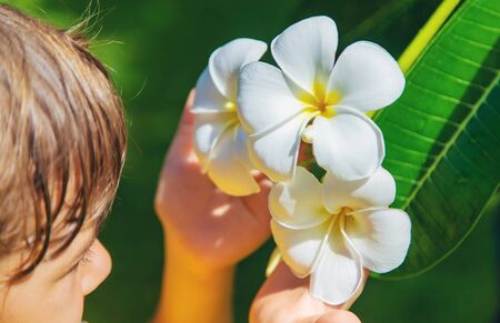 Beautiful white plumeria flowers on a tree. Selective focus. nature.の写真素材
