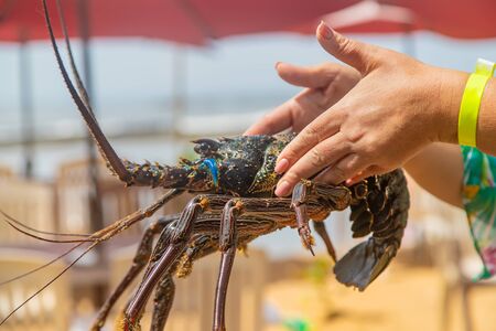 Live big lobster in the hands of people. Selective focus. nature.
