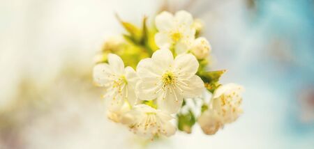 Flowering tree branches in spring. Selective focus. nature.