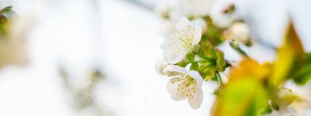 Flowering tree branches in spring. Selective focus. nature.