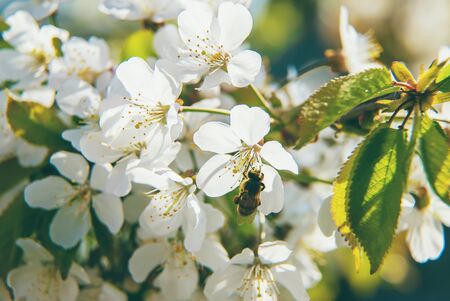 Flowering tree branches in spring. Selective focus. nature.の写真素材