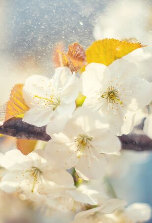 Flowering tree branches in spring. Selective focus. nature.の写真素材