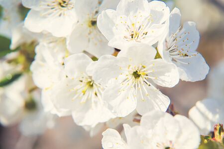 Flowering tree branches in spring. Selective focus. nature.の写真素材