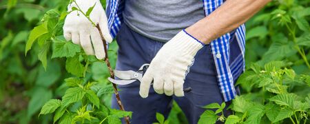 gardener pruning shears bushes. Garden. Selective focus natureの写真素材