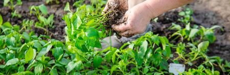 worker with pepper seedlings in spring. Selective focus. nature.