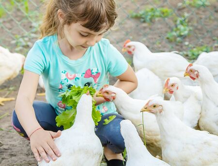 Bio chickens on a home farm a children. nature.の写真素材
