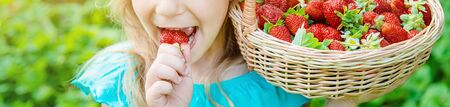 The child collects strawberries in the garden. Selective focus. nature.の写真素材