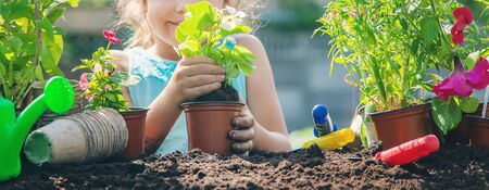 A little girl is planting flowers. The young gardener. Selective focus. nature.の写真素材
