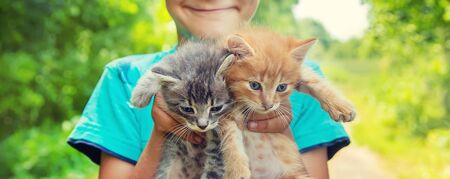 Little kittens in the hands of children. Selective focus. Animals.の写真素材