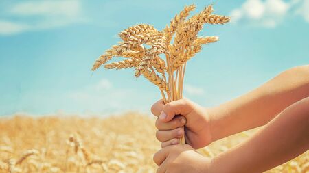 A child in a wheat field. Selective focus. nature.の写真素材