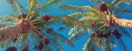 date palm trees against the sky. Selective focus. nature.