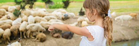 A child looks at a flock of sheep. Travel in Georgia. Selective focus.の写真素材