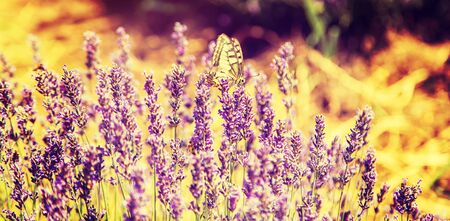 Blooming lavender field. Butterfly on flowers. Selective focus. natureの写真素材