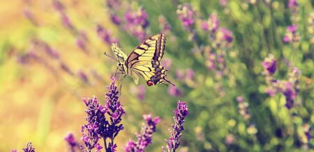Blooming lavender field. Butterfly on flowers. Selective focus. natureの写真素材