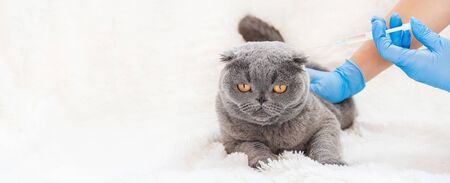 Vaccination of cats. Veterinary Medicine Selective focus. Animalsの写真素材