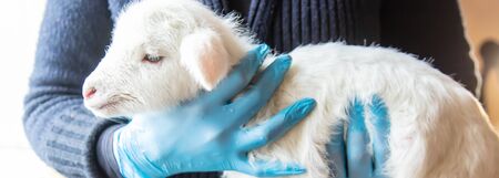 little goat in the hands of a veterinarian to feed. In tutorial focus. nature.の写真素材