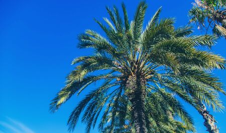 Palm trees close up on sky background. Selective focus. nature.