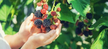 The child holds blackberries in the hands. Selective focus. nature.の写真素材