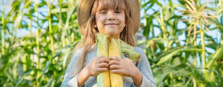Corn on the field in the hands of a child. Selective focus.の写真素材