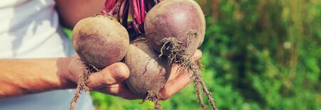 man with a bunch of beets in the garden. Selective focus. nature.の写真素材