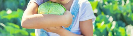 Child with cabbage and broccoli in the hands. Selective focus.の写真素材