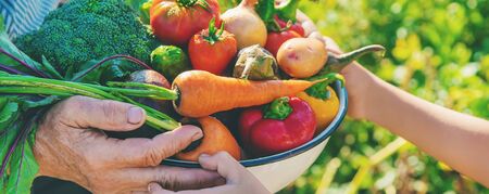 Child and grandmother in the garden with vegetables in their hands. Selective focus. nature.の写真素材