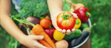 Child in the garden with vegetables in his hands. Selective focus. nature.