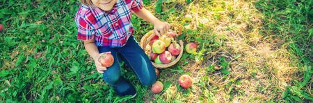 child picks apples in the garden in the garden. Selective focus.の写真素材