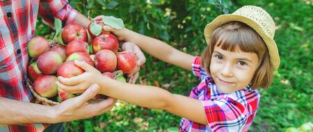 Daughter and father collect apples in the garden. Selective focus. nature.の写真素材