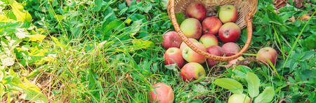 Harvest apples in a box on a tree in the garden. Selective focus. nature.の写真素材