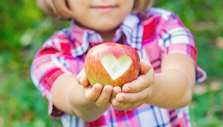 child picks apples in the garden in the garden. Selective focus.の写真素材