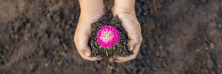 A child in the garden plants a flower. Selective focus. nature.の写真素材
