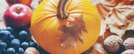 Autumn background with pumpkin. Thanksgiving Day. Selective focus. nature.