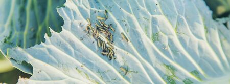 Caterpillars on the leaves of cabbage. Selective focus. nature.