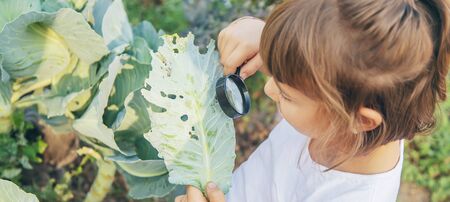 Child with a magnifying glass in his hands. Selective focus.の写真素材