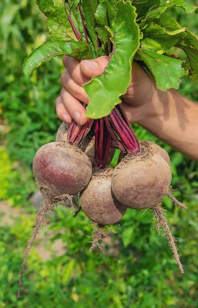 man with a bunch of beets in the garden. Selective focus. nature.